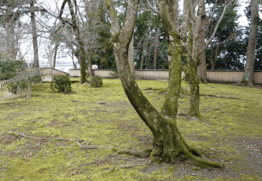 古くなった木を処分したい